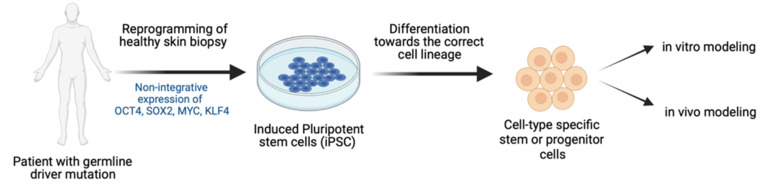 Wilhelm lab, graphic illustrations of reprogramming of cells.