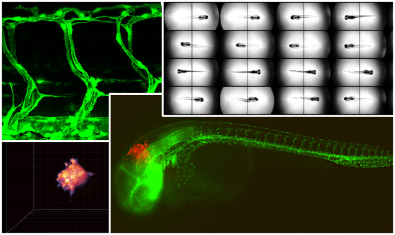 Zebrafish in biomedical research | Karolinska Institutet