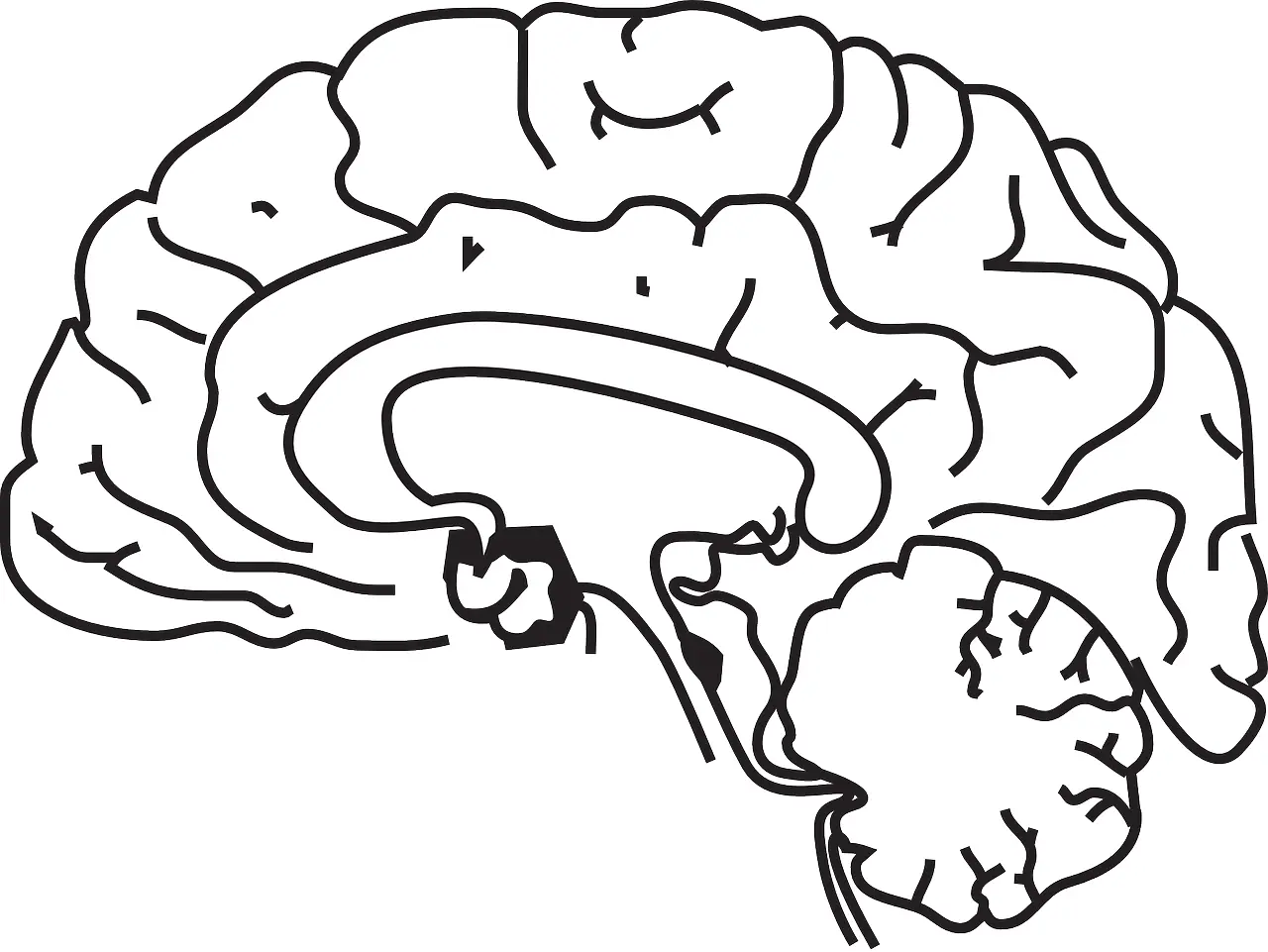 Brain