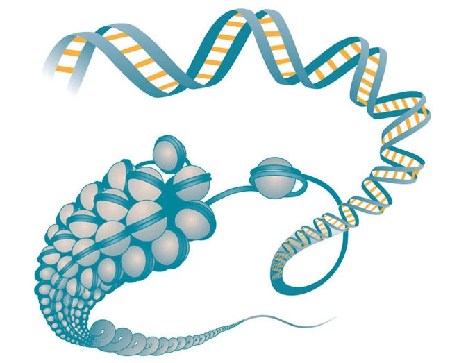 Illustration of a chromosome structure with a DNA spiral