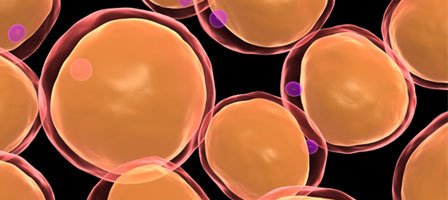 Bild på fettceller