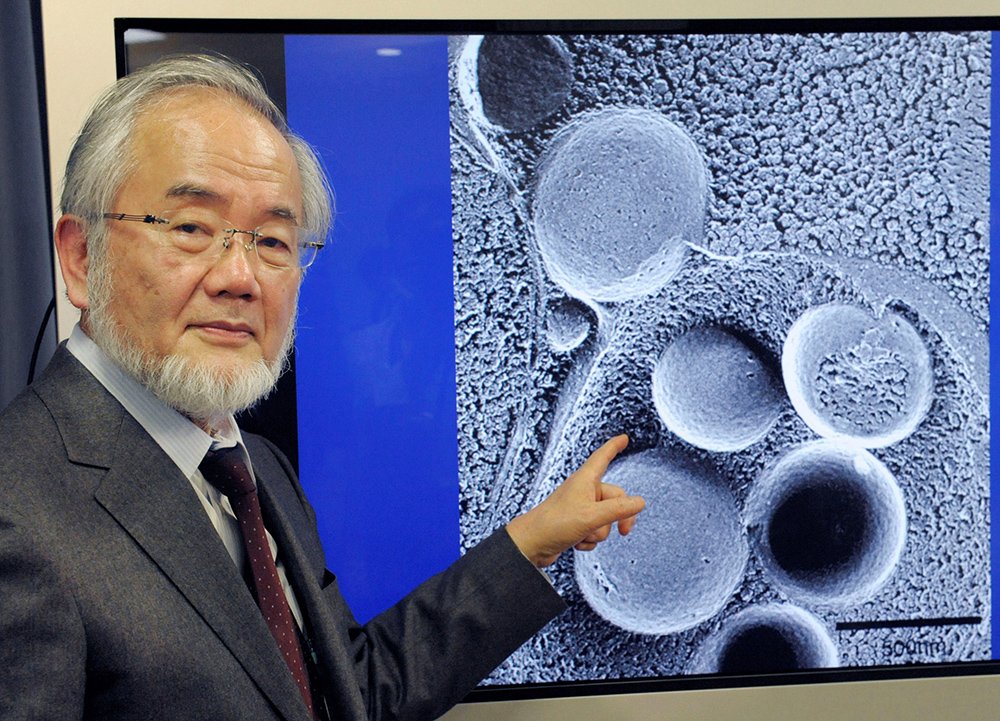 Yoshinori Ohsumi