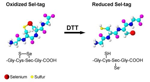Development of a Sel-tag.