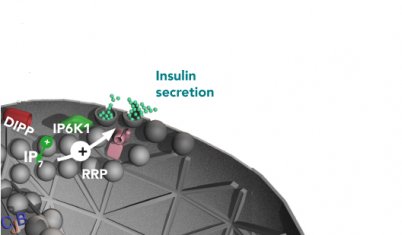 Insulin secretion