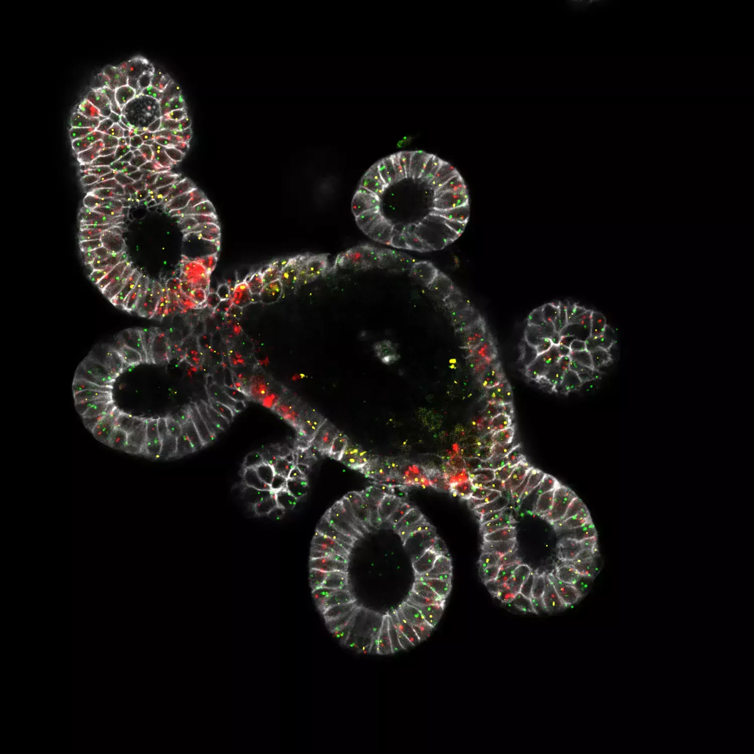 Multiplex RNAscope on Matrigel embedded mouse intestine organoids; 20x magnification.