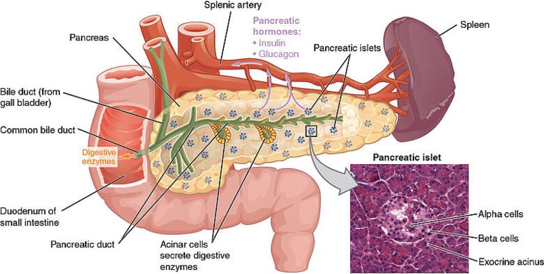 The image show the overall anatomy of the different parts of the pancreas including the pancreatic islets