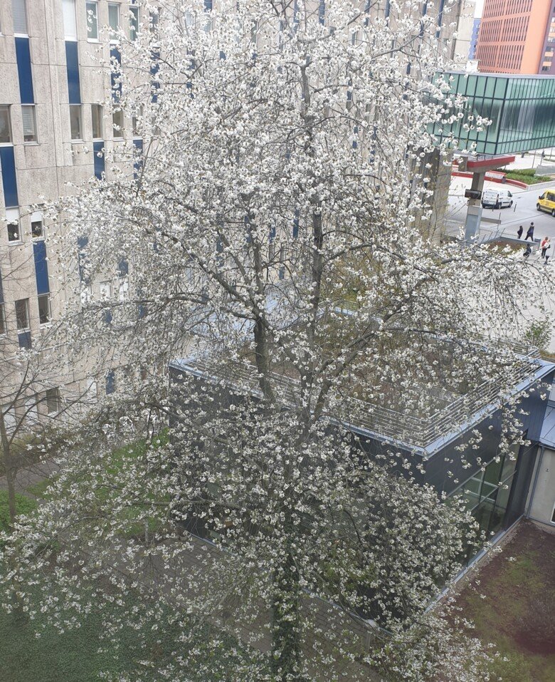 Träd i blom utanför Karolinska Universitetssjukhuset.