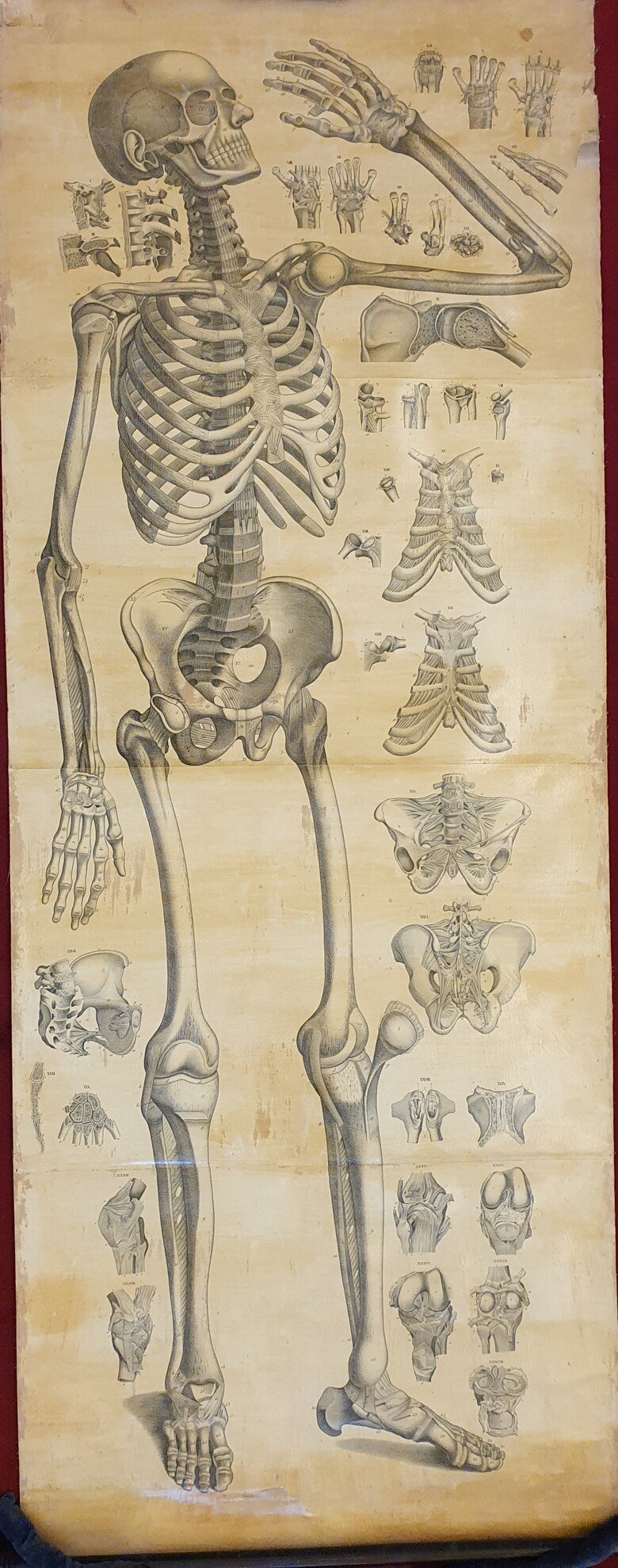 Weber, Moritz Ignaz. Anatomischer Atlas des menschlichen Körpers in naturlicher Grösse, Lage und Verbindung der Thiele. In 84 Tafeln und erklärendem Texte. 2., verb.u.verm. Aufl. Dusseldorf (1848)