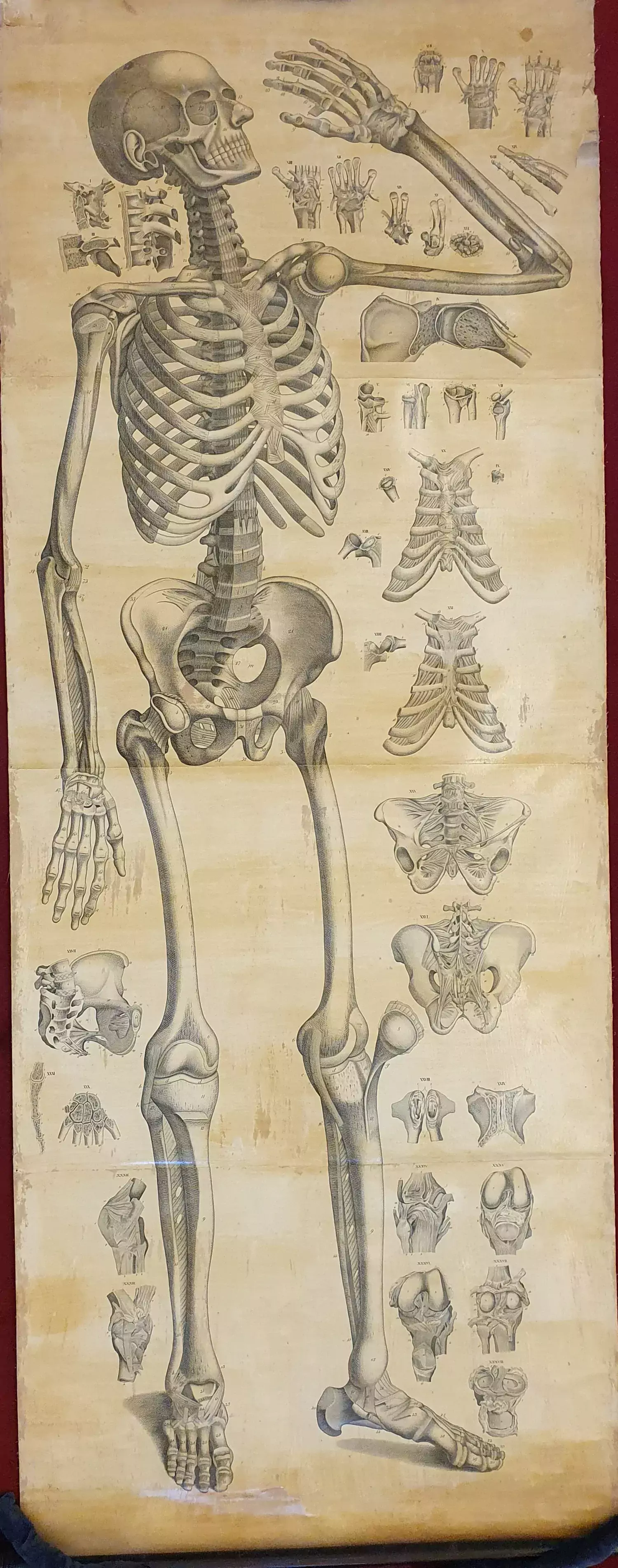 Weber, Moritz Ignaz. "Anatomischer Atlas des menschlichen Körpers in naturlicher Grösse, Lage und Verbindung der Thiele. In 84 Tafeln und erklärendem Texte." (1848)