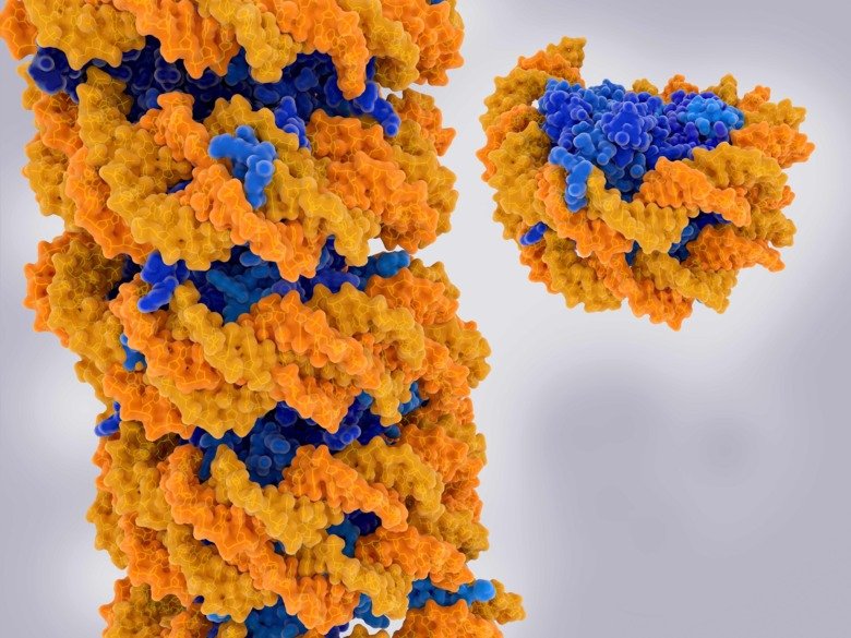 Close-up of chromatin and nucleosomes
