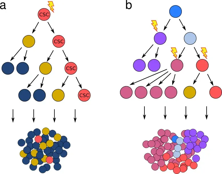 Cancer stem cell vs stochastic model of tumor growth