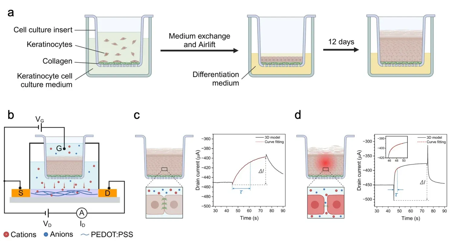 3D in-vitro systems for disease modeling.