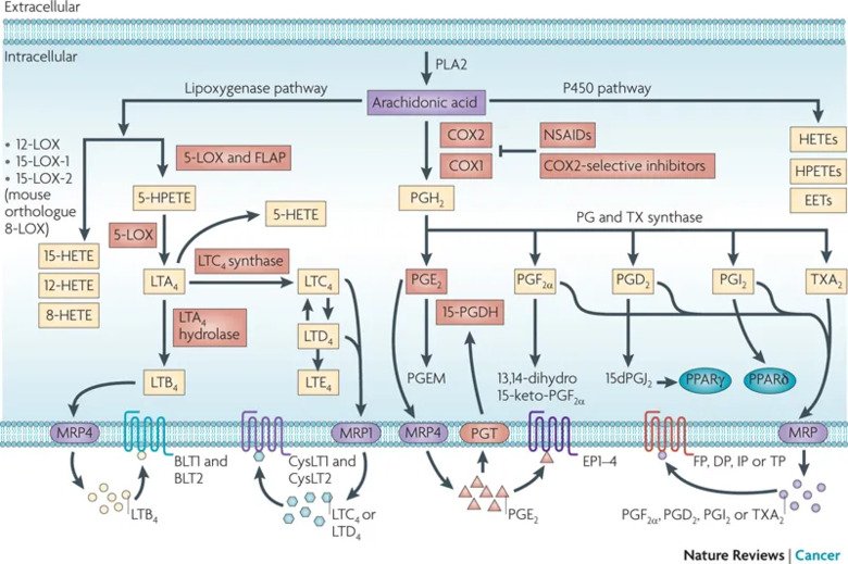 An overview of eicosanoid synthesis pathways.