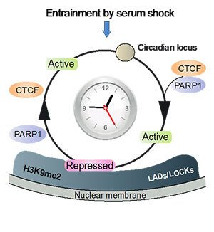Entrainment by serum shock