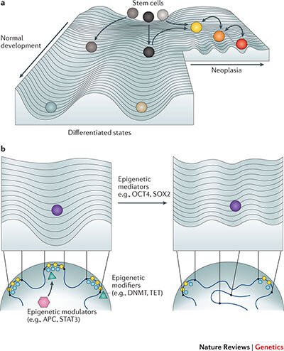 Perturbed 3D genome organization and tumor development