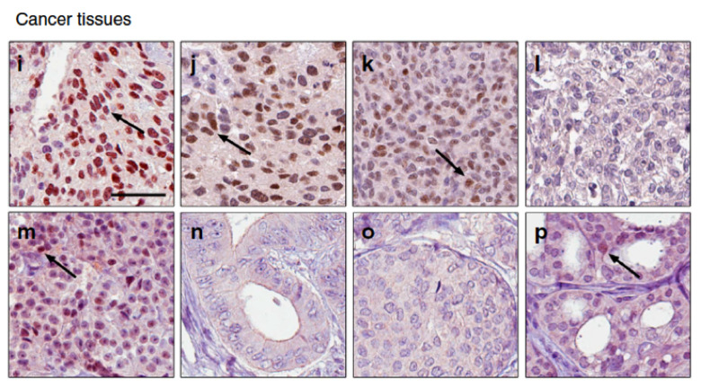 grid of eight microscopy images