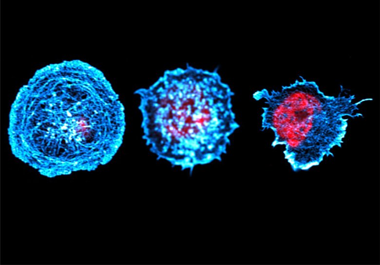 High resolution images for F-actin (blue) in B cells