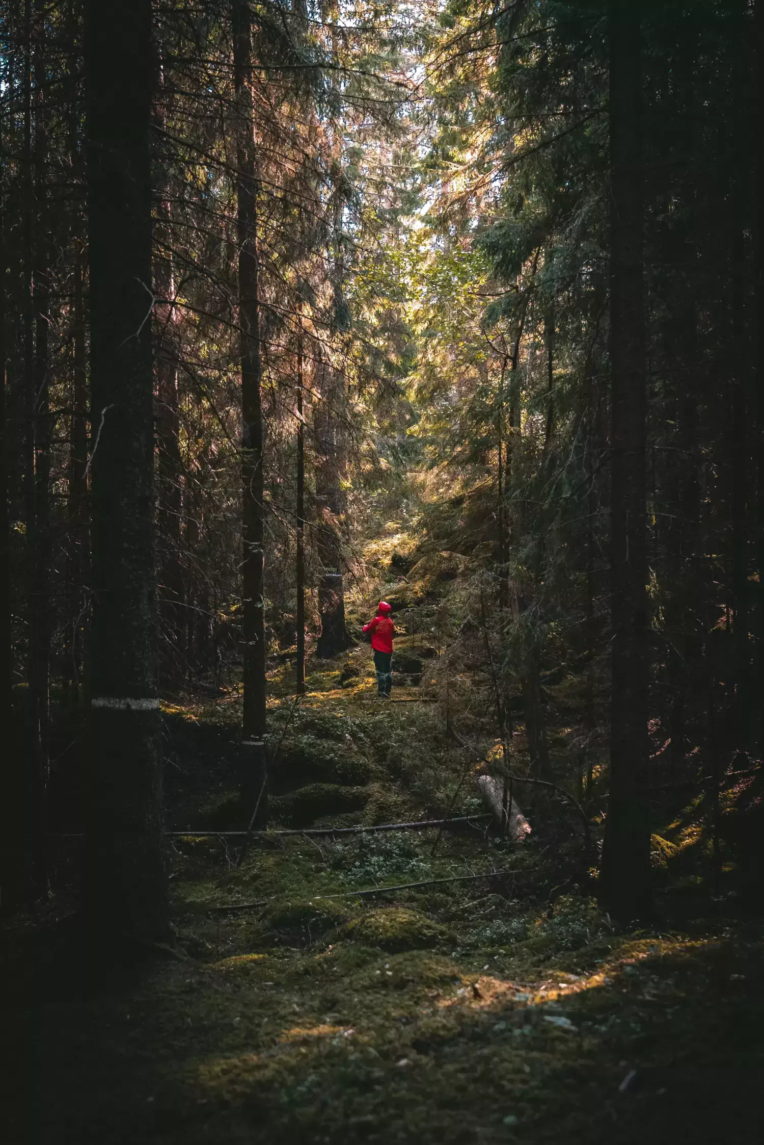 pojke går i skogsglänta