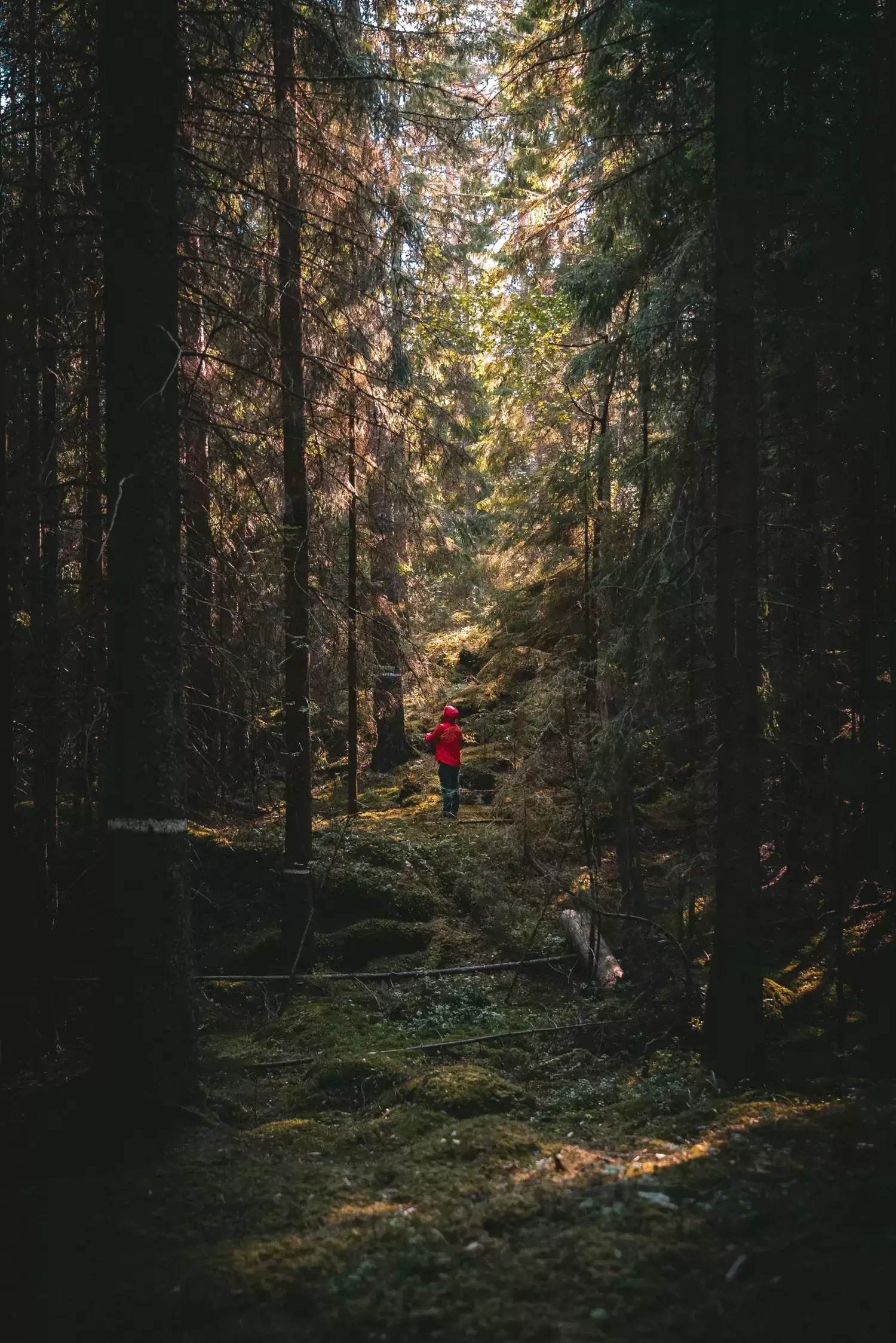 boy walking the woods