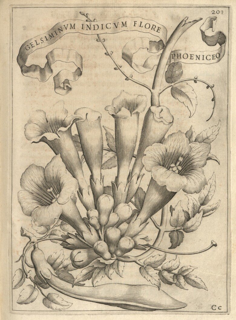 Engraving av blommor gelseminum Indicum Flore, 1638