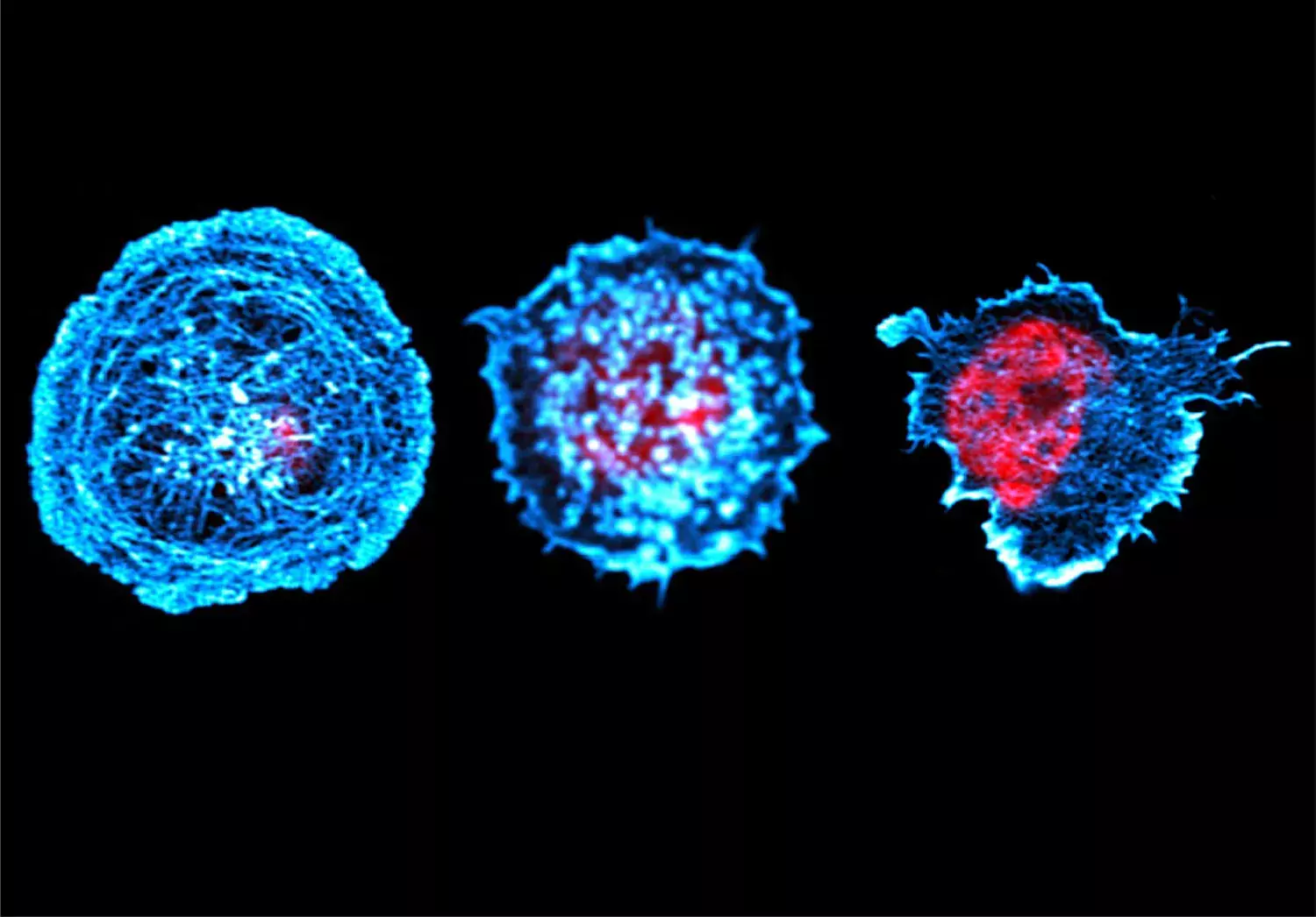 High resolution images for F-actin (blue) in B cells