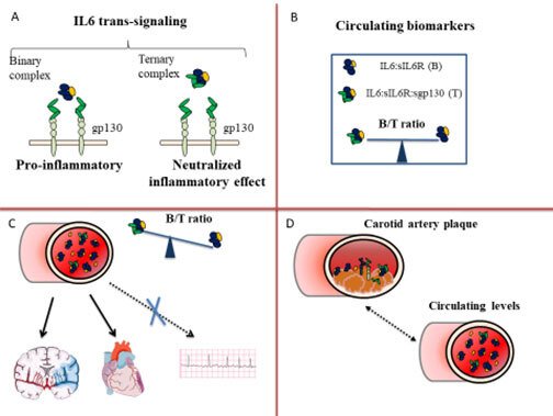 Pro-inflammatory and pro-atherosclerotic mechanisms of Interleukin 6 (IL6) association with cardiovascular disease risk.