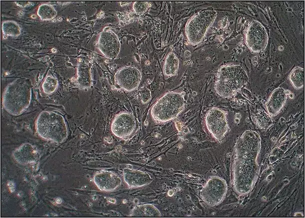 Mouse stem cells in dish