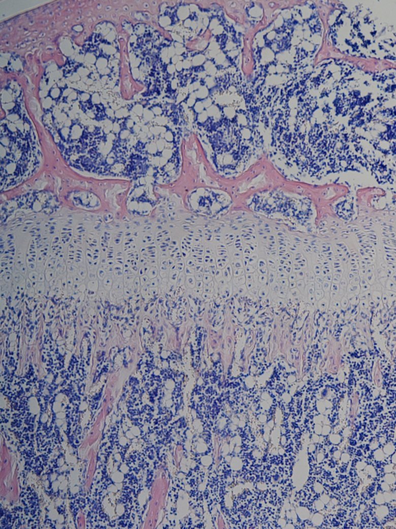 Histology of the growth plate and surrounding tissues