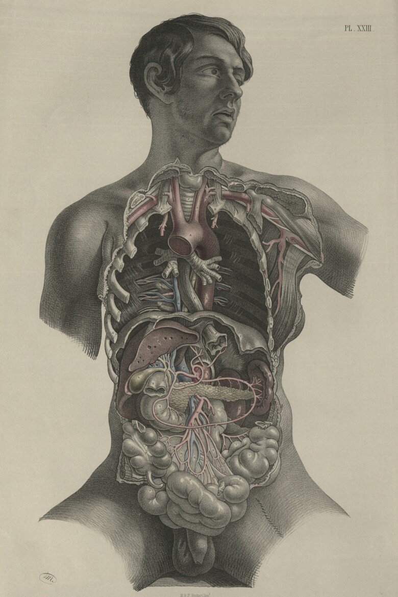 Dissected man  Joseph Maclise (1815-1880) Hand coloured lithography. London 1856.