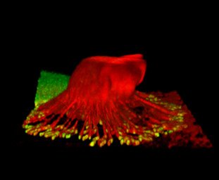 Confocal image of cell in red, green and yellow