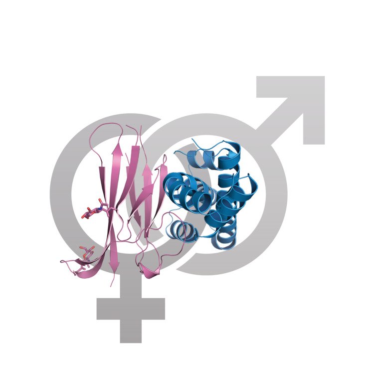 Sympols for female and male, together with drawn images of the proteins