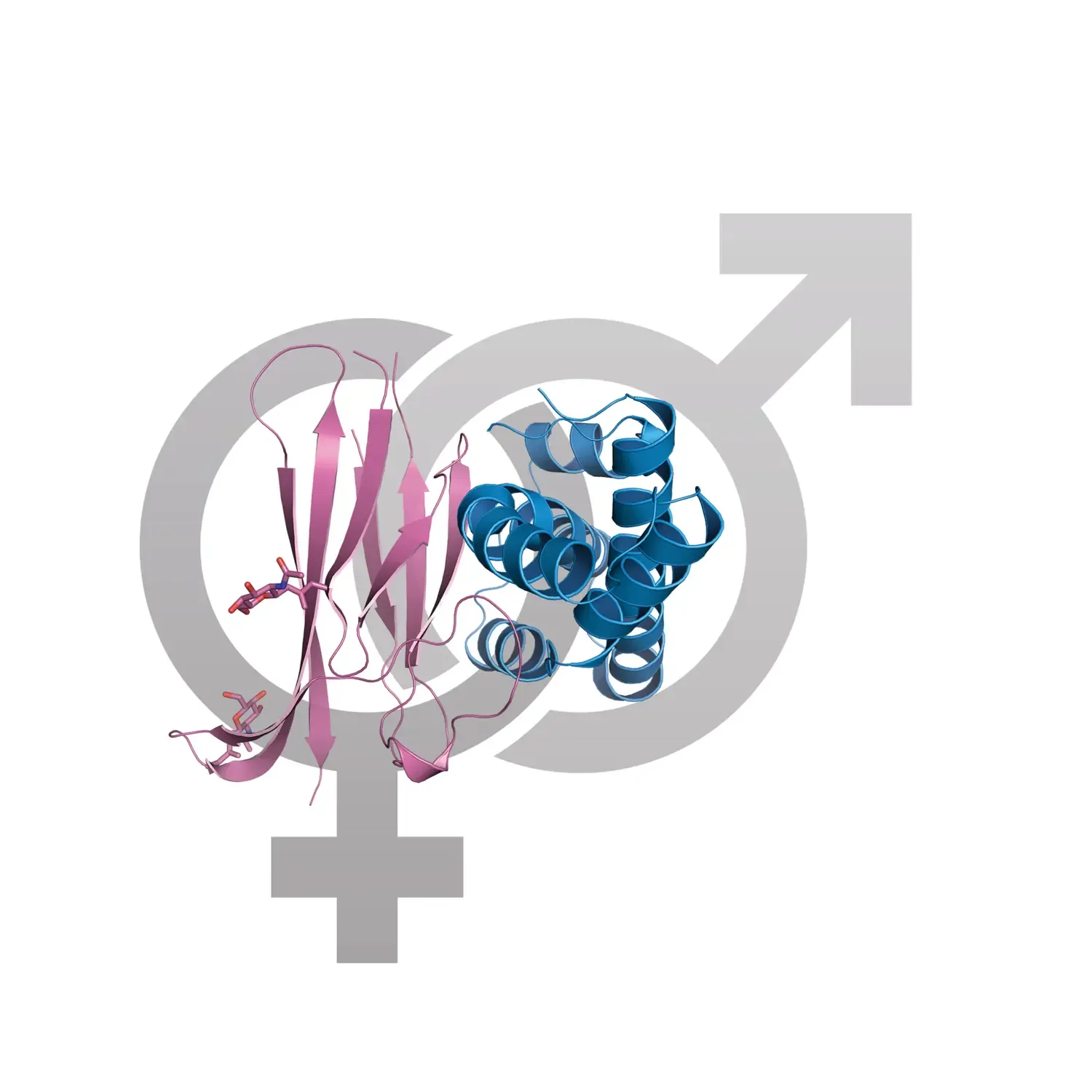 Sympols for female and male, together with drawn images of the proteins