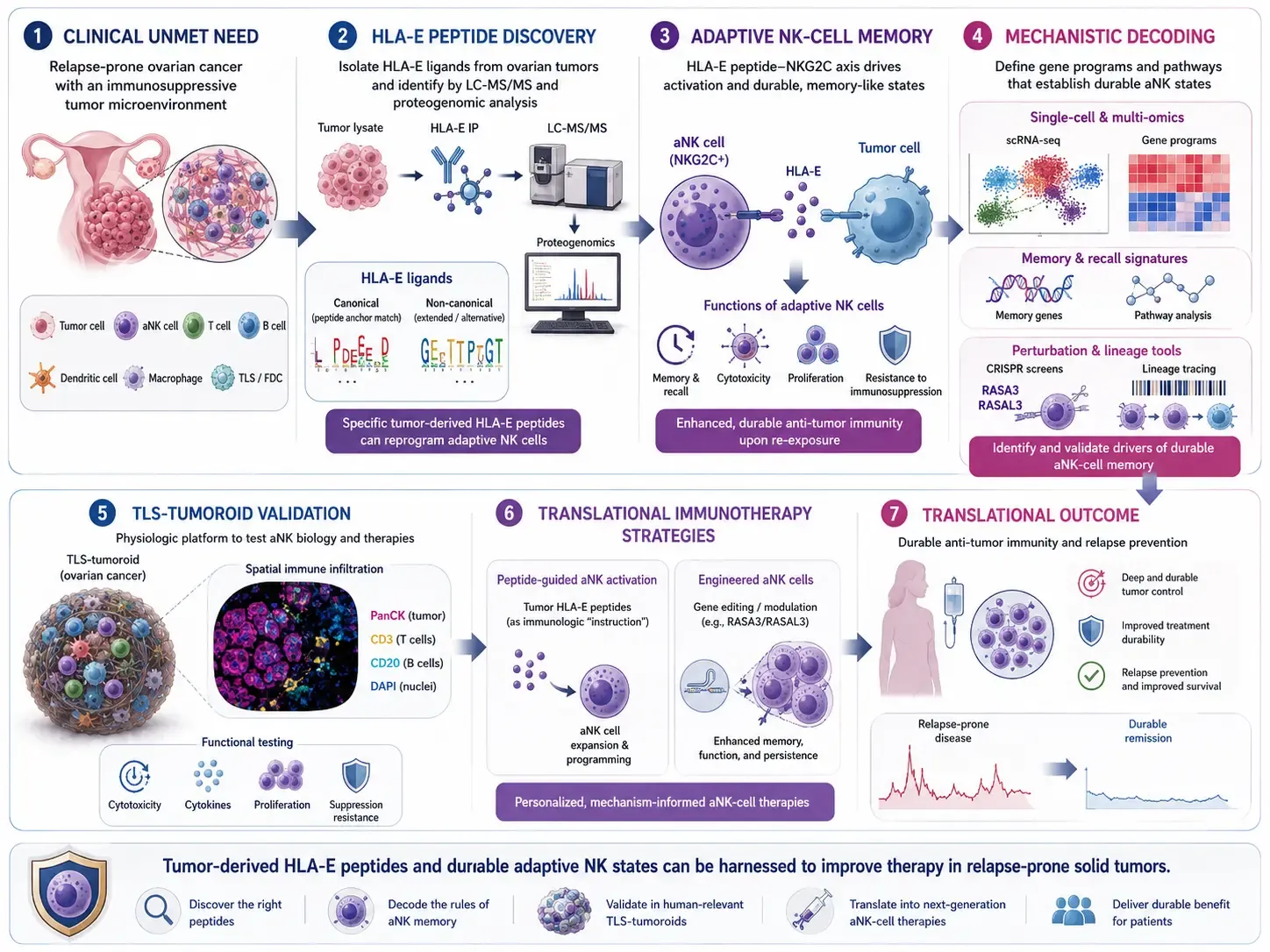Adaptive NK-cell memory for solid tumor immunotherapy