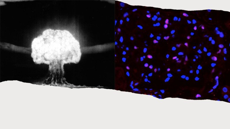 Determining cell regeneration in the adult human kidney