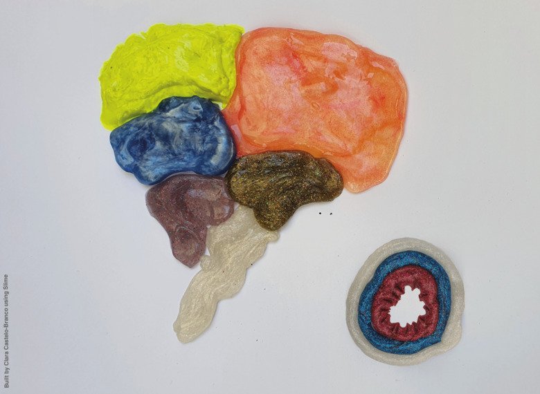 Brain in different colors in slime.