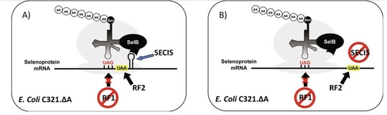 SECIS element i E.coli for selenoprotein expression