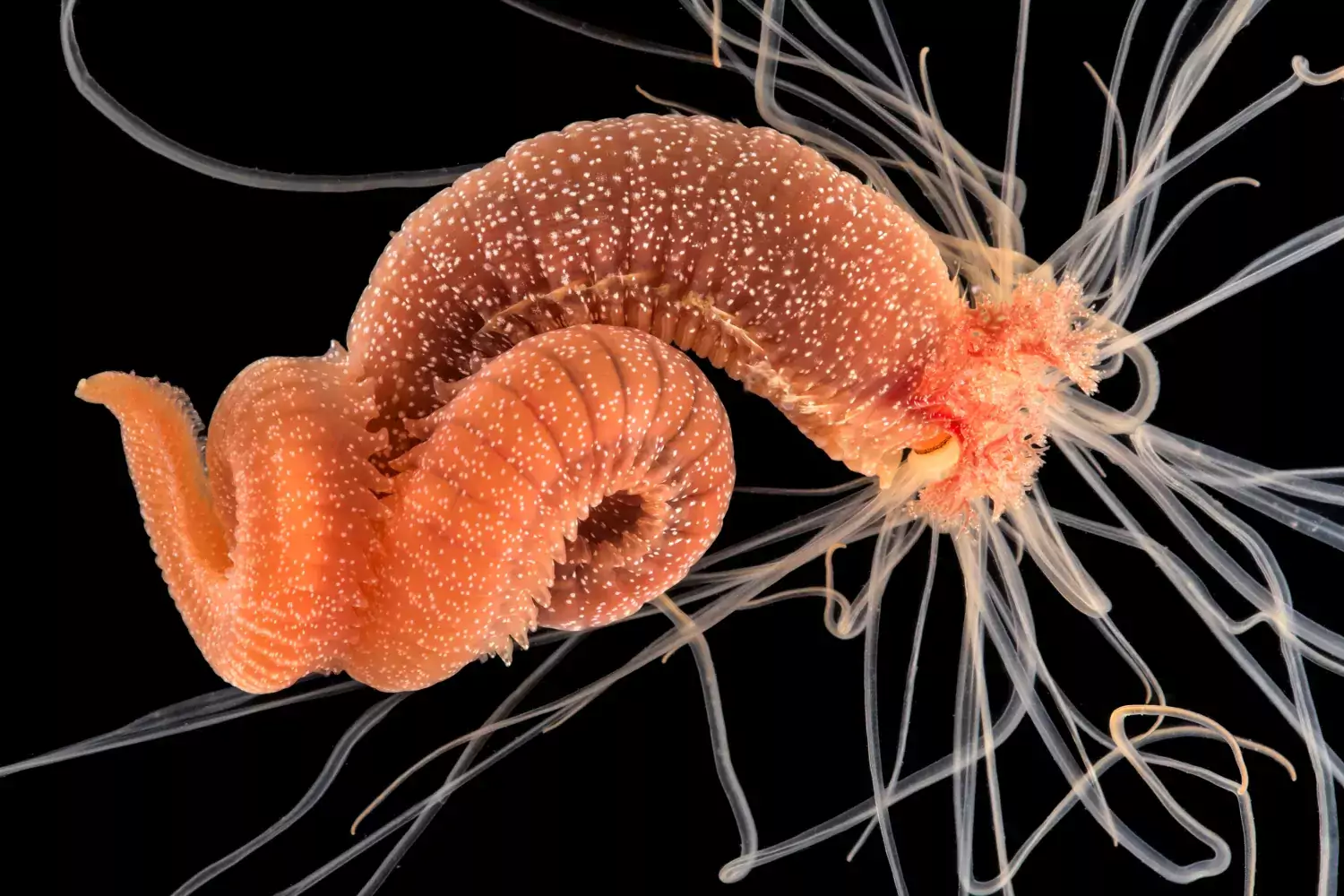 Eupolymnia nebulosa (Swedish name lacking) is a tube-building bristle worm that belongs a group called spaghetti worms, referring to the tentacular crown at the anterior end.,The animal on the photo is about 3 cm long and has been removed from the tube.