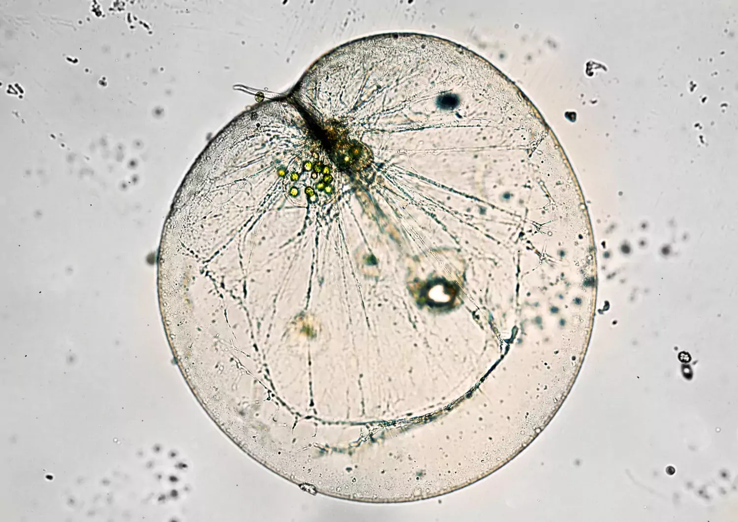 Noctiluca scintillans (svenskt namn mareld) är en encelllig alg som hör till gruppen dinoflagellater. När algen blommar, vanligen under sensommaren, färgas ytvattnet med en karaktäristisk brun-rosa färg och efter solnedgången kan man se havet lysa.