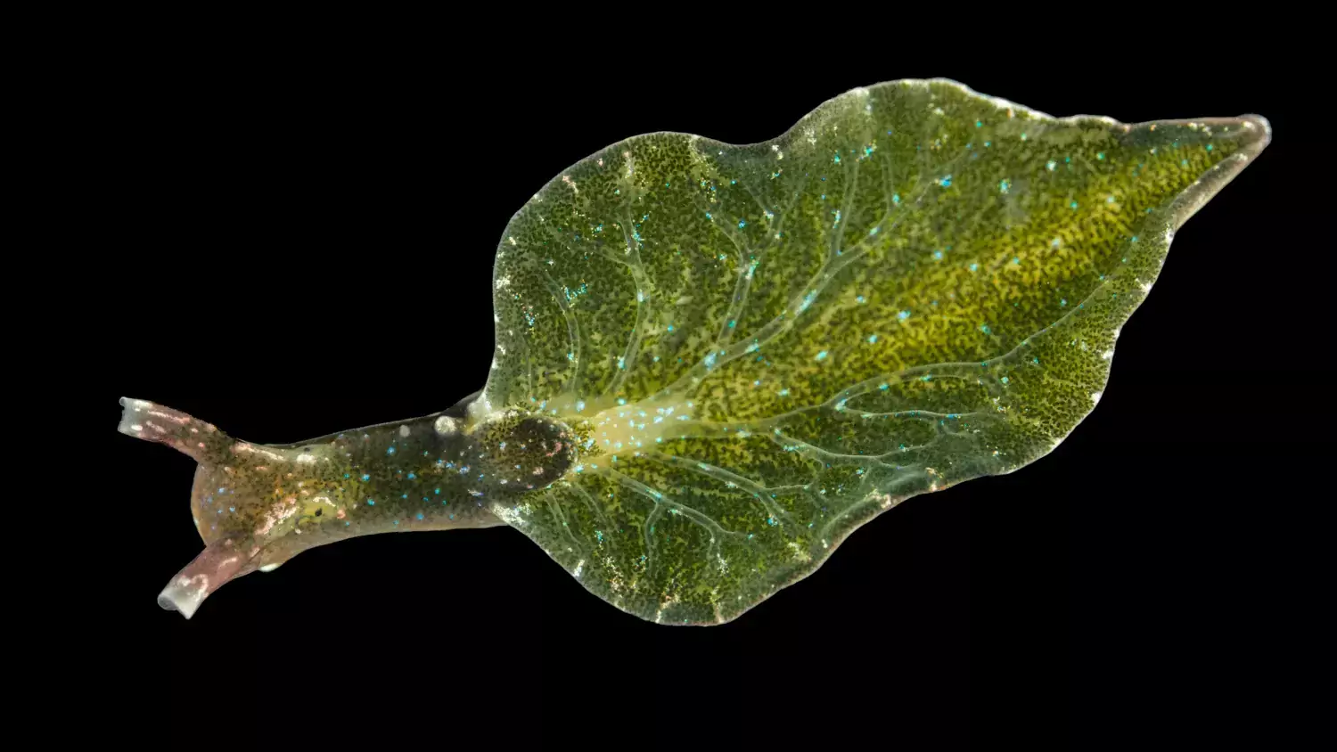 Elysia viridis (English name sap-sucking slug) is shell-less slug that feeds on green algae and extracts the chloroplasts. These stolen chloroplasts, also referred to as cleptoplastids, then continue to photosynthesize to the benefit of the slug.