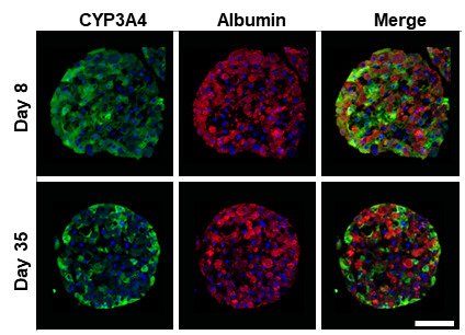 Liver spheroids after day 8 and day 35 in culture stained for CYP3A4 (perivenous) and Albumin (periportal)