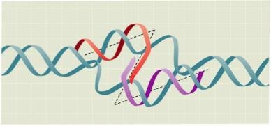 Graphic illustration of Fig. 1 Panel B, A schematic illustration of how the strand invading Zorro-LNA interacts with both strands in a DNA duplex.