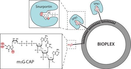 Graphic illustration of Fig. 3. Schematic representation of the m3G-Cap technology showing hybridization of functional entities to a plasmid.