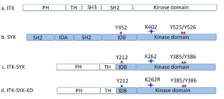 Illustration of Fig. 3 Schematic representation of the ITK-SYK fusion gene. From Hussain et al. Biochem Biophys Res Commun. 390(3):892-6, 2009.