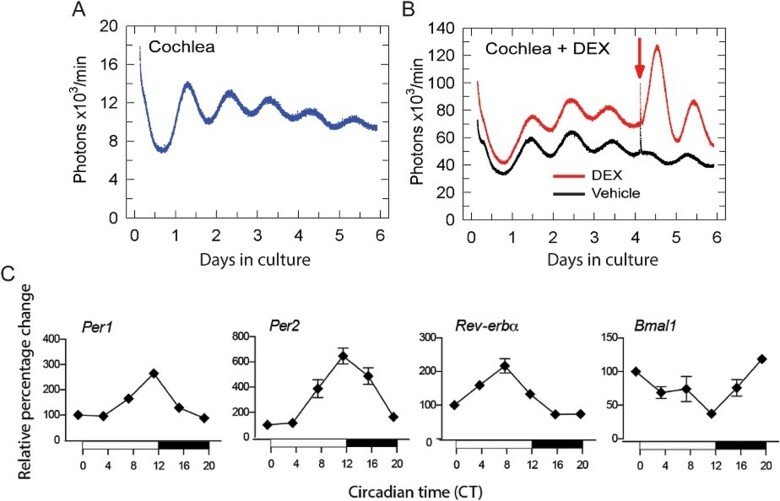 Circadian period