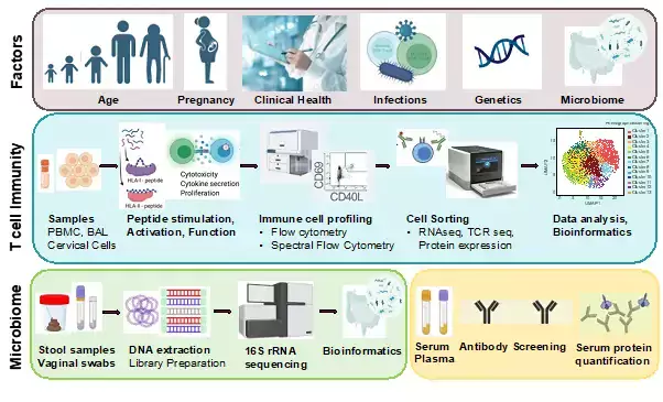 Research genre image showing Figure 1. Dissecting antiviral T cell immunity in relation to age, pregnancy, viral infections, cancer, treatment, and clinical health.