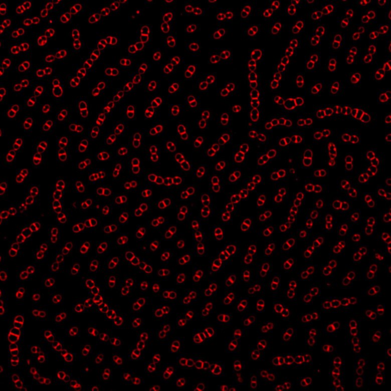 Fluorescent membrane staining of pneumococci