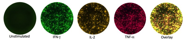 Fluorospot immune cells