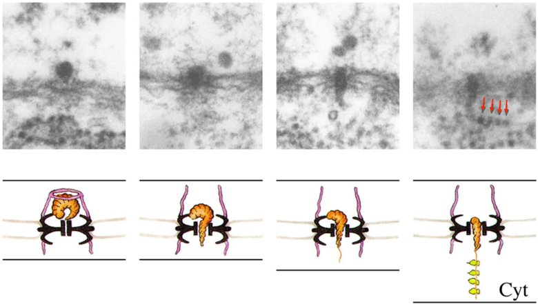 Grafic image of translocation of a messenger RNP particle through the nuclear pore