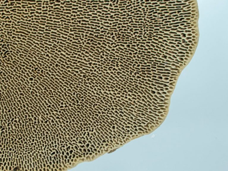 A closeup of a mushroom hat