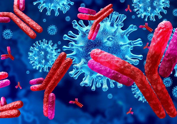 Illustration av antikroppar mot coronavirus